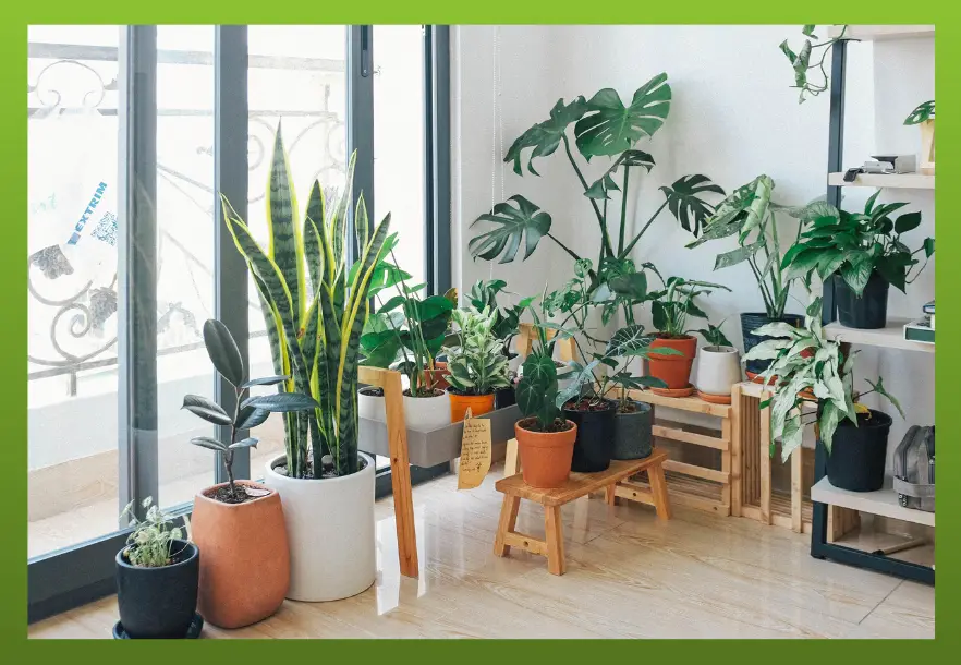 organizacja przestrzeni dla roślin w domu